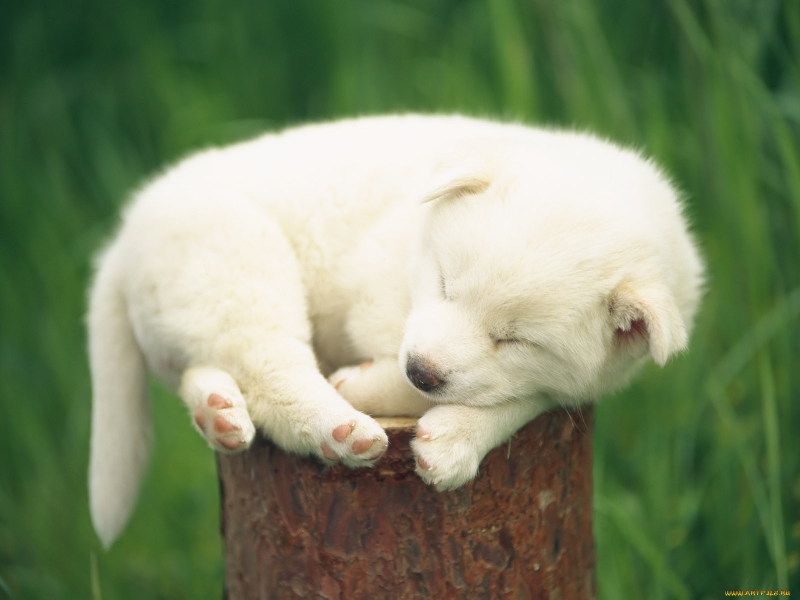 Спокойной ночи с белой собачкой